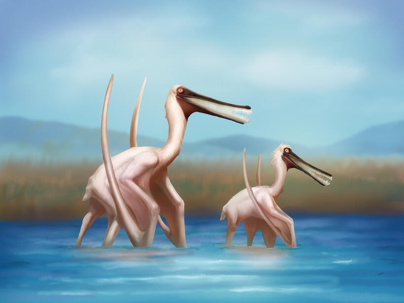 Pterosaur: Bakirubi